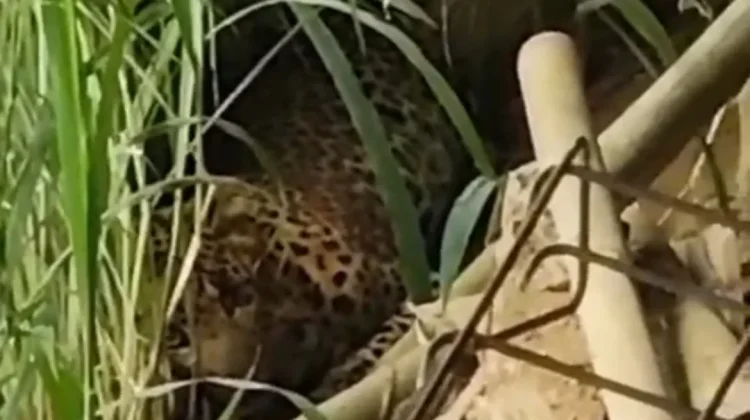 Macan Tutul Tawangmangu Berhasil Dievakuasi, Dibawa ke Taman Safari