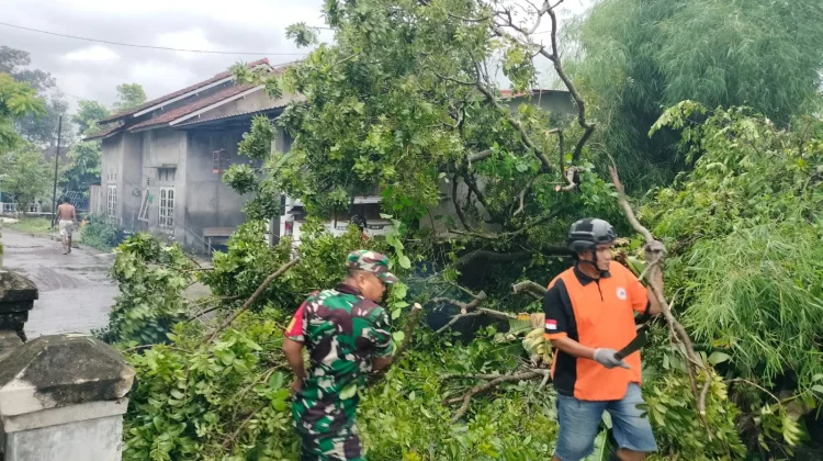 Akses Jalan Terputus, TNI dan Warga Klaten Gotong Royong Singkirkan Pohon Tumbang