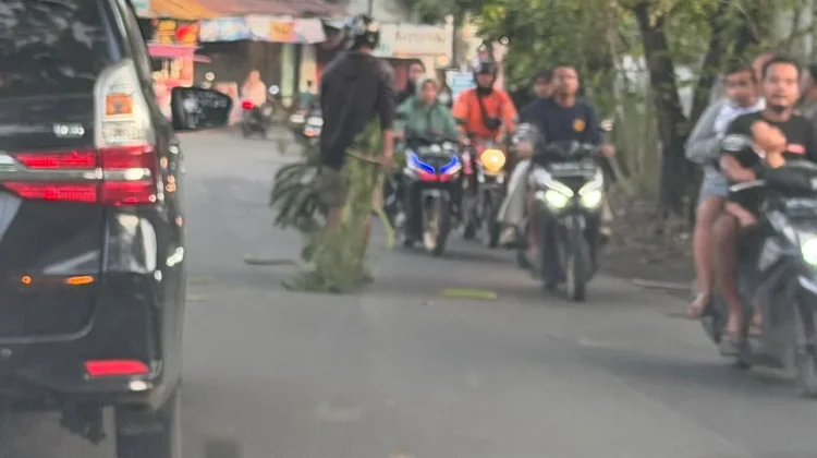 Pengendara Perlu Waspadai Ranting Pohon Lapuk