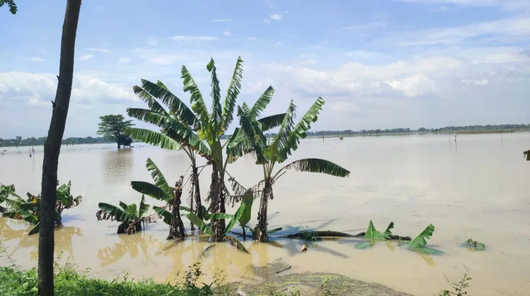 Banjir Luapan Bengawan Solo Rendam Ratusan Hektar Lahan Pertanian di Sragen
