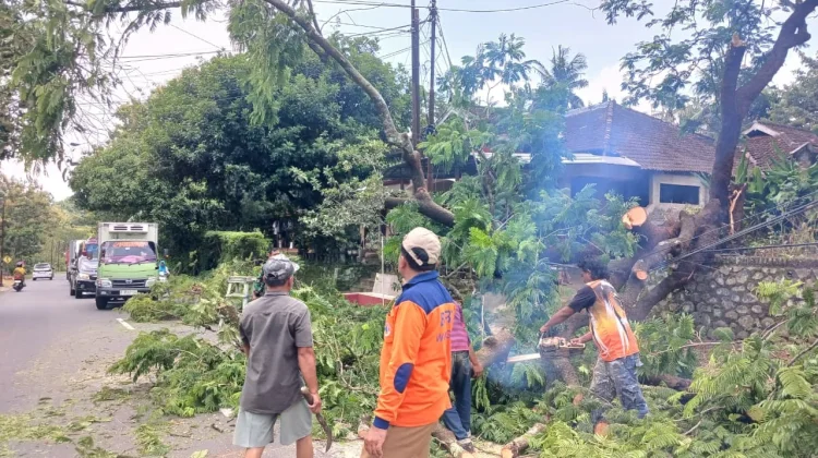 Penanganan Cepat Pohon Tumbang di Sidoharjo Wonogiri