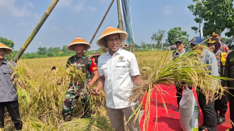 Hadiri Panen Raya di Klaten, Abdul Kharis Soroti Peningkatan Produksi Padi