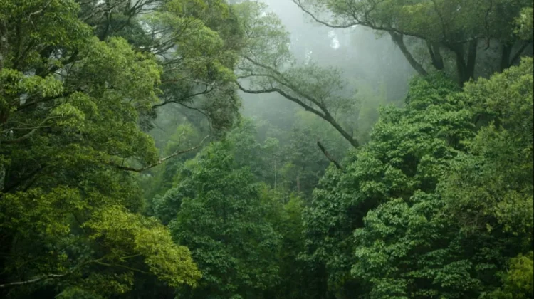 Tokoh Dunia dan Indonesia Serukan Pelestarian Hutan untuk Hadapi Krisis Iklim