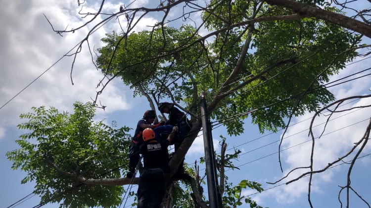 Diduga Hendak Pangkas Dahan, Warga Ngawi Tewas Kesetrum di Atas Pohon