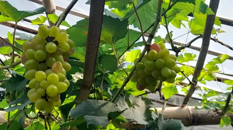 Manfaat Buah Anggur untuk Mencegah Penuaan Dini