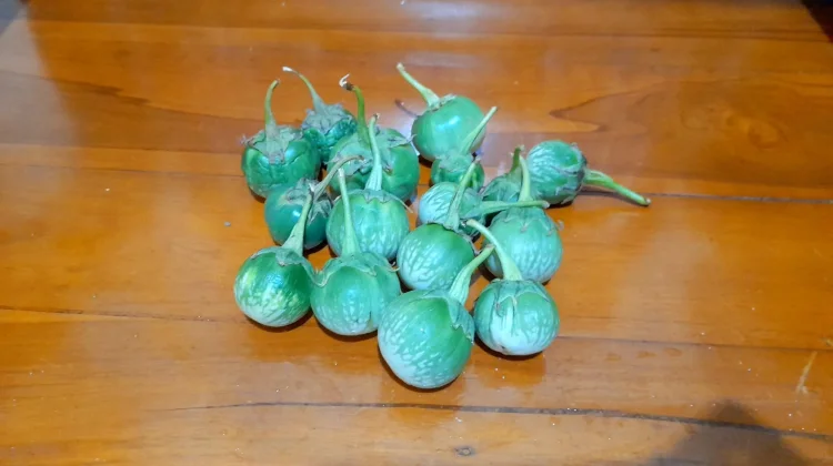 Terong Gelatik, Alternatif Sayur Sehat Keluarga