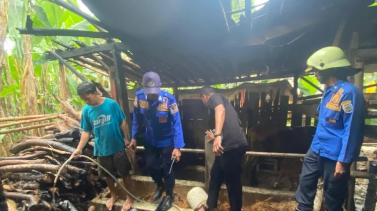 Bakar Sampah Merembet, Kandang Sapi Milik Warga Jumantono Hampir Ludes Terbakar