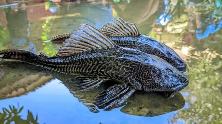 Ikan Sapu-Sapu Bisa Dimakan, tapi Berisiko Bahaya