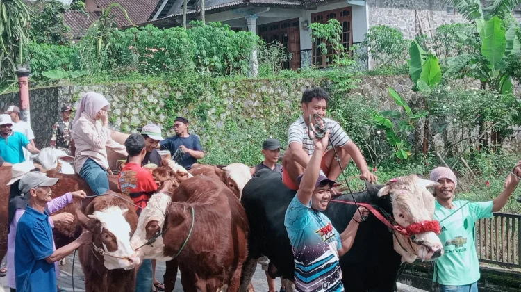 Warga Desa Sruni Musuk Boyolali Gelar Konvoi Sapi dan Kambing Keliling Kampung