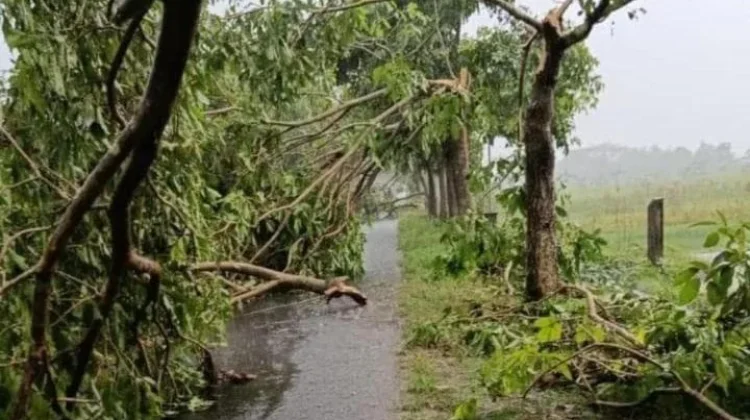 Angin Kencang Sejumlah Kecamatan di Klaten, Banyak Pohon Tumbang dan Rumah Rusak