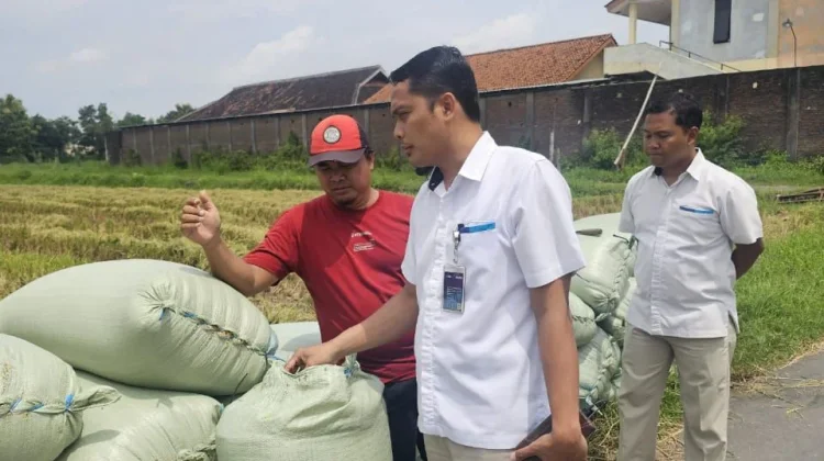 Bulog Surakarta Terus Gencarkan Penyerapan Gabah Beras saat Puncak Musim Panen 1