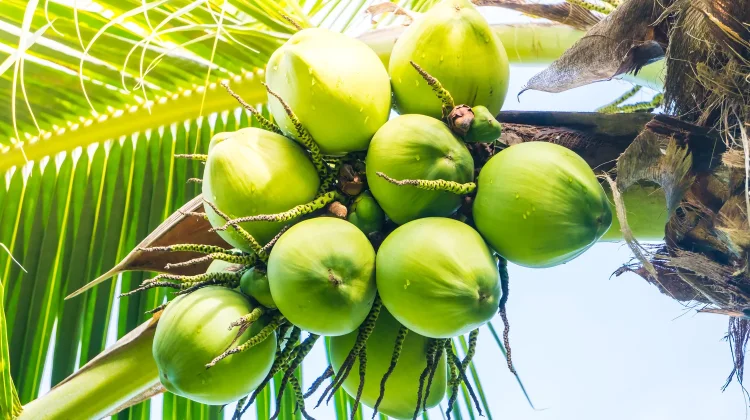 Seluruh Bagian Kelapa yang Bermanfaat