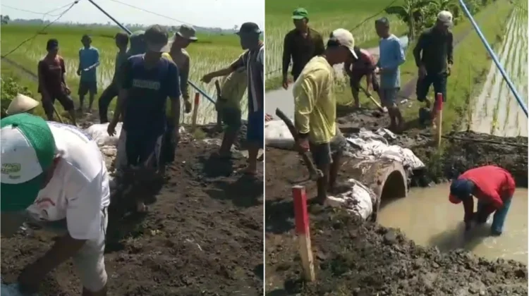 Janji Normalisasi Saluran Tak Terealisasi, Petani Jono Bongkar Saluran Irigasi