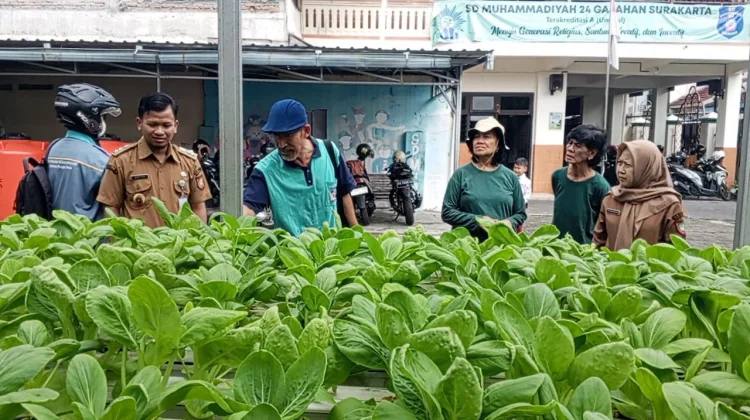 Lurah Gajahan Panen Pakcoy Hidroponik, Dorong Sekolah Produktif