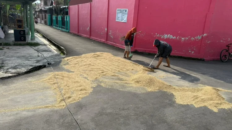 Menjemur Padi, Menjaga Kualitas