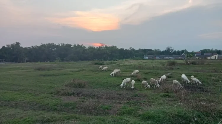 Kambing Hewan Ternak Bernilai Tinggi
