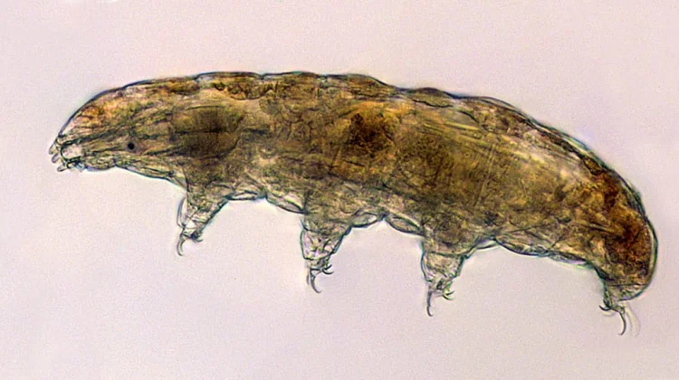 Tardigrada: Mahluk Mikroskopis dengan Trik Bertahan Hidup Super