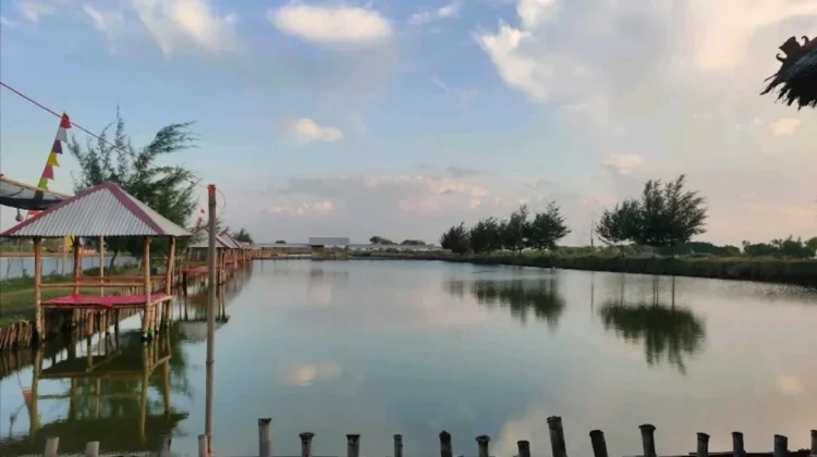 Keindahan Sunrise dan Mangrove di Pantai Idola Banyutowo Pati