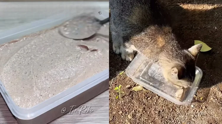 Cara Membuat Makanan Kucing Homemade Tinggi Kolagen