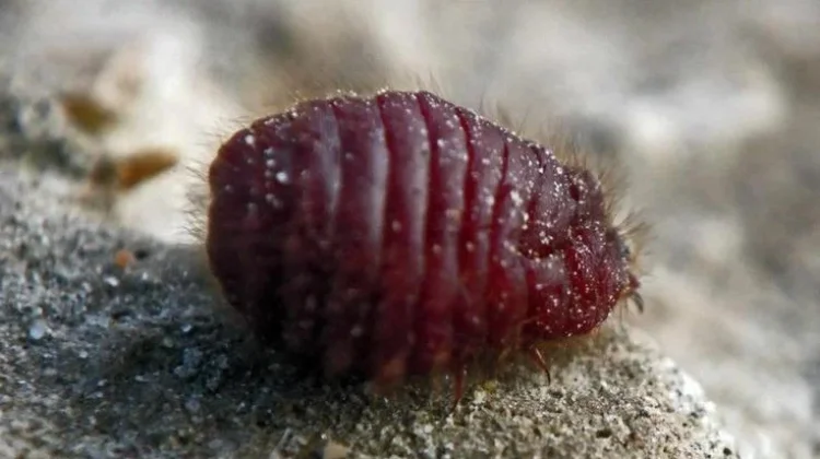 Serangga Cochineal sebagai Pewarna Karmin