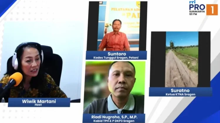 Ketahanan Pangan Sragen Kuat di tengah Fenomena El Nino