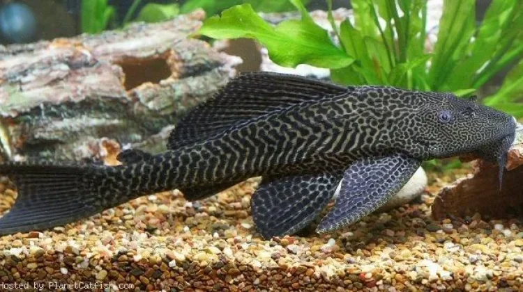 Kenapa Ikan Sapu-Sapu Tak Dimakan?