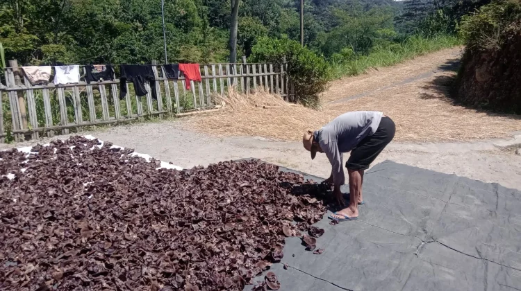 Panen Perdana Jamur Kuping Dongkrak Ekonomi Desa