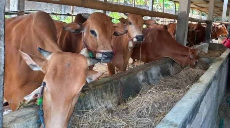 Permintaan Hewan Kurban jelang Idul Adha di Klaten Mulai Meningkat