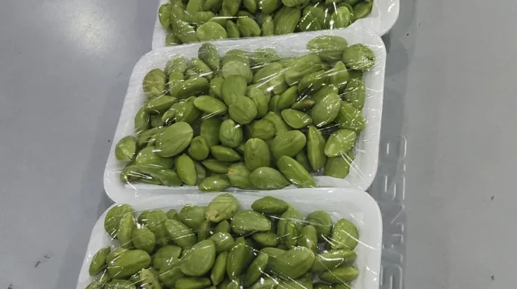 Berburu Petai Demi Sebuah Rasa