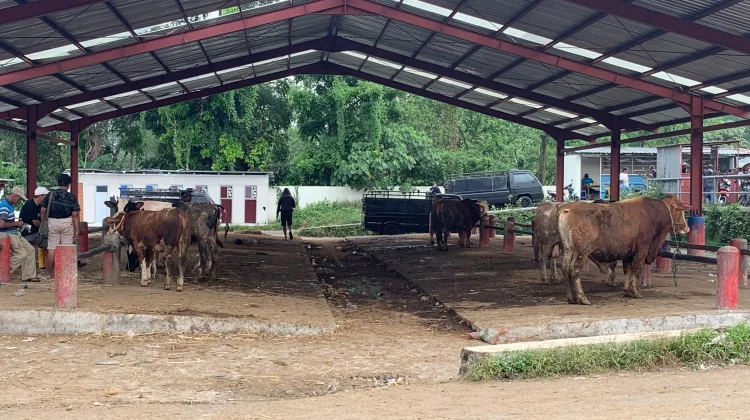 Harga Hewan Ternak di Boyolali Meningkat Menjelang Iduladha