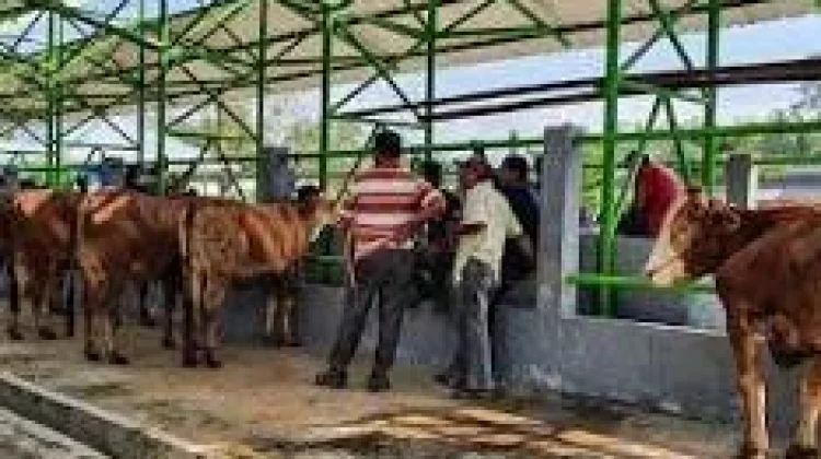 Dispertan Wonogiri Pastikan Hewan Kurban Sehat Aman jelang Iduladha