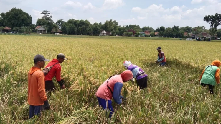 Investasi di Sragen Terganjal Moratorium LSD, Investor Kakap-Perumahan Pusing