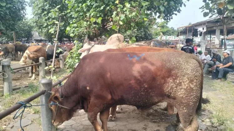 Jelang Iduladha, Pasar Hewan dii Klaten Mulai Ramai