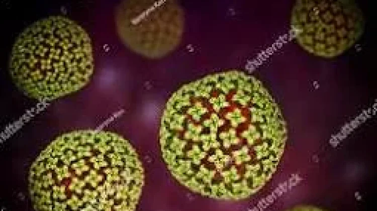 Bahaya dan Pencegahan Hantavirus