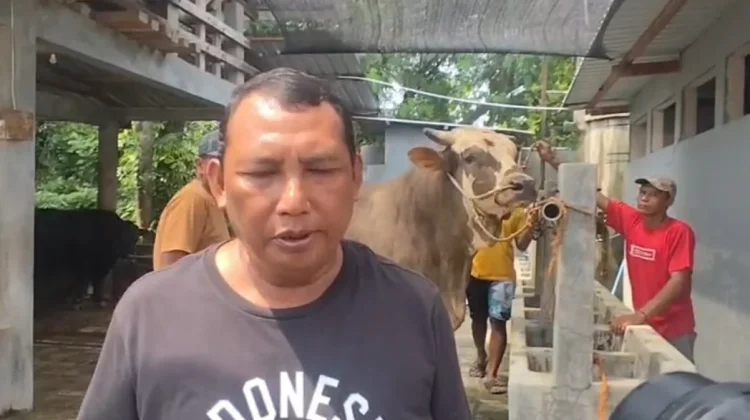 Sapi Simental "Parikesit" asal Polokarto Menjadi Hewan Kurban Presiden Prabowo