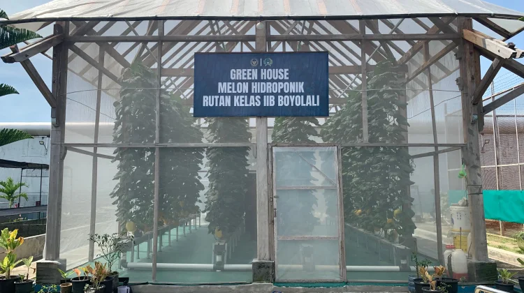Warga Binaan Rutan Kelas IIB Boyolali Budidaya Melon di Green House