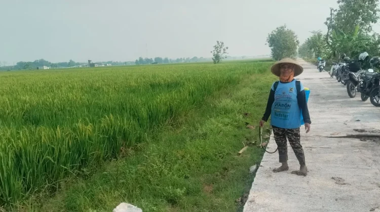 Senyum Petani Sragen, Berkah TMMD Jalan Beton Panen Raya Tak Susah Lagi