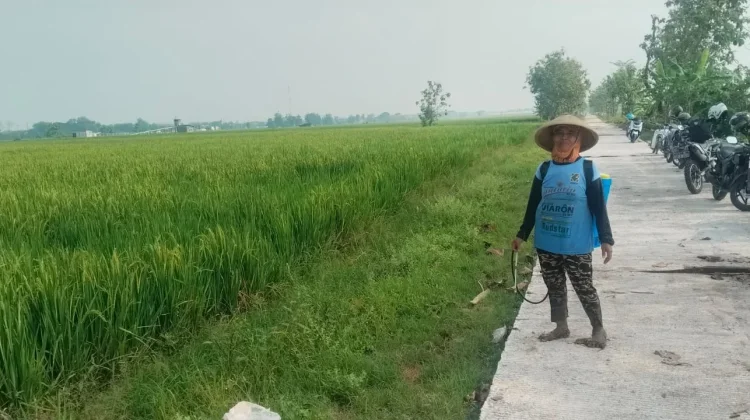 Berkah TMMD Jalan Beton Panen Raya Tak Susah Lagi