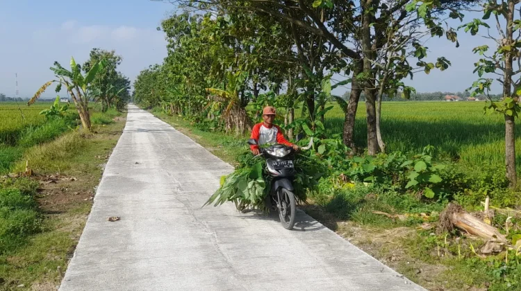 Usaha Ternak Makin Lancar, Warga Puji Jalan Baru Program TMMD Sragen