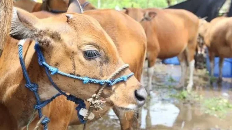 Jelang Idul Adha, Dispertan Karanganyar Awasi Lalu Lintas Hewan Kurban
