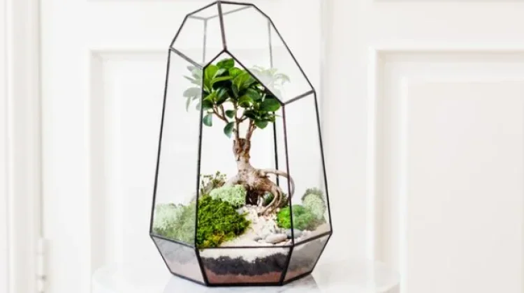 Terarium, Dekorasi Mini yang Menenangkan