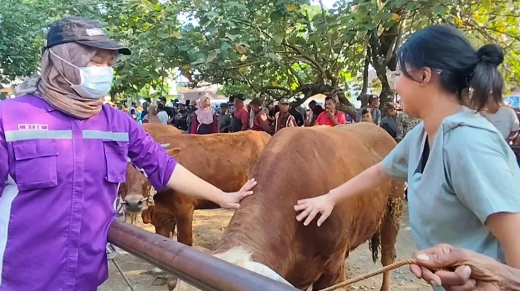 drh. Keki Riza Murty,  "Srikandi" Penjaga Gerbang Syariat di Pasar Hewan Bekonang
