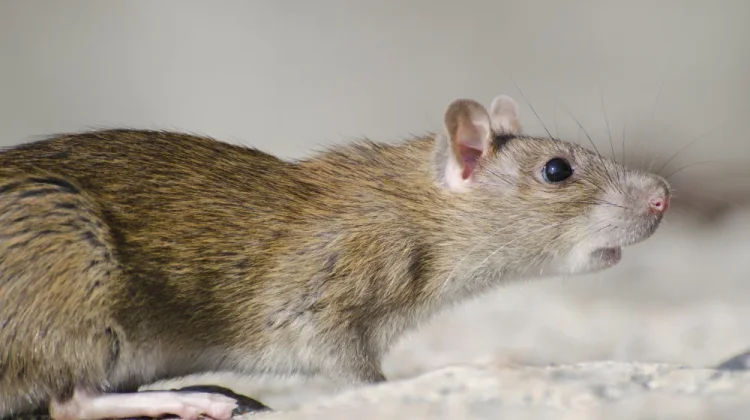 Timwas DPR Imbau Jemaah Haji Waspadai Hantavirus dan Jaga Kondisi Fisik