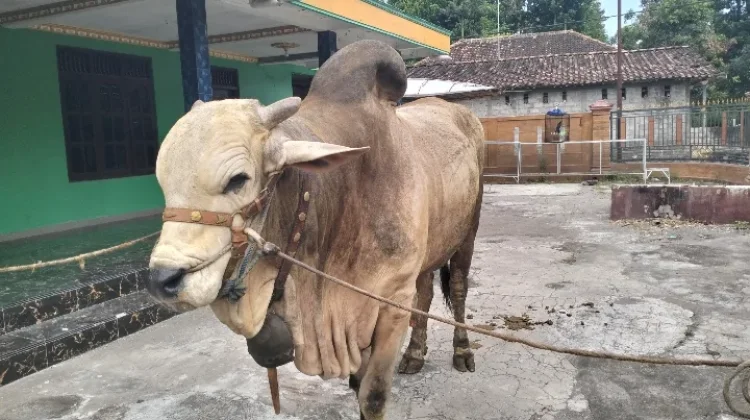 Sapi Bima Seta Hampir 1 Ton dari Klaten Dibeli Presiden Prabowo untuk Hewan Kurban