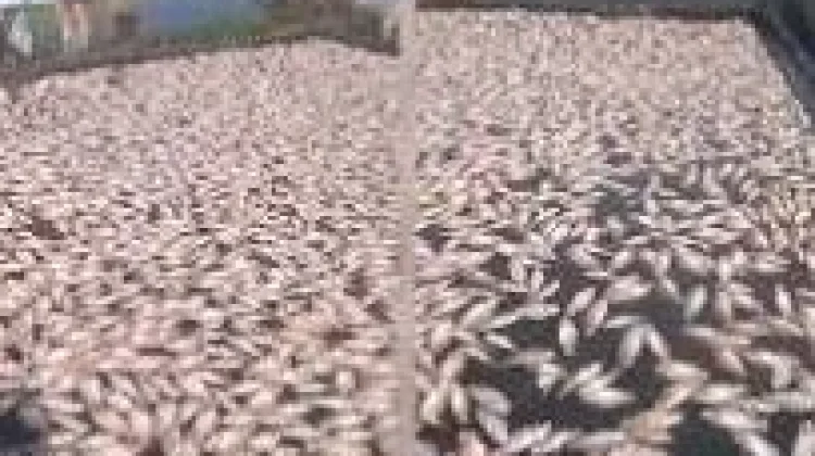 Ribuan Ikan di Waduk  Cengklik Mati ,  Rugikan Peternak