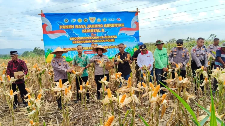 Panen Raya Jagung di Nguter, Polres Sukoharjo Dukung Swasembada Pangan Nasional
