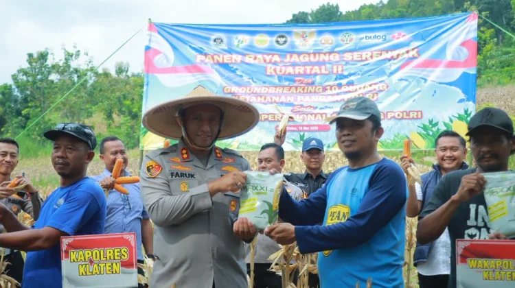 Polres Klaten Panen Raya Jagung dan Salurkan Baksos di Lahan Perhutani