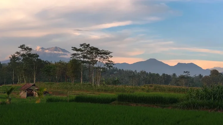 Lahan Kedelai Lokal di Sragen Menyusut Drastis, Kalah Pamor Intensifikasi Padi