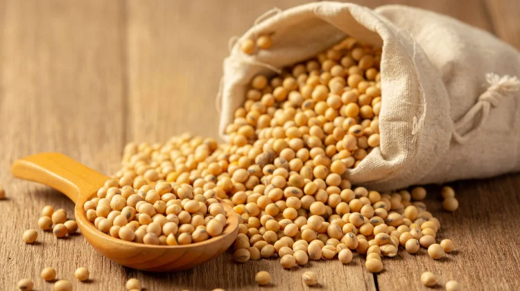 Optimisme Benih Non-GMO, Solusi Sehat Swasembada Kedelai di Lahan Terbatas