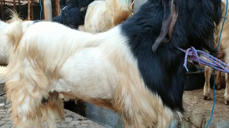 Jelang Iduladha, Pesanan Hewan Kurban di Solo Mulai Mengalir Deras